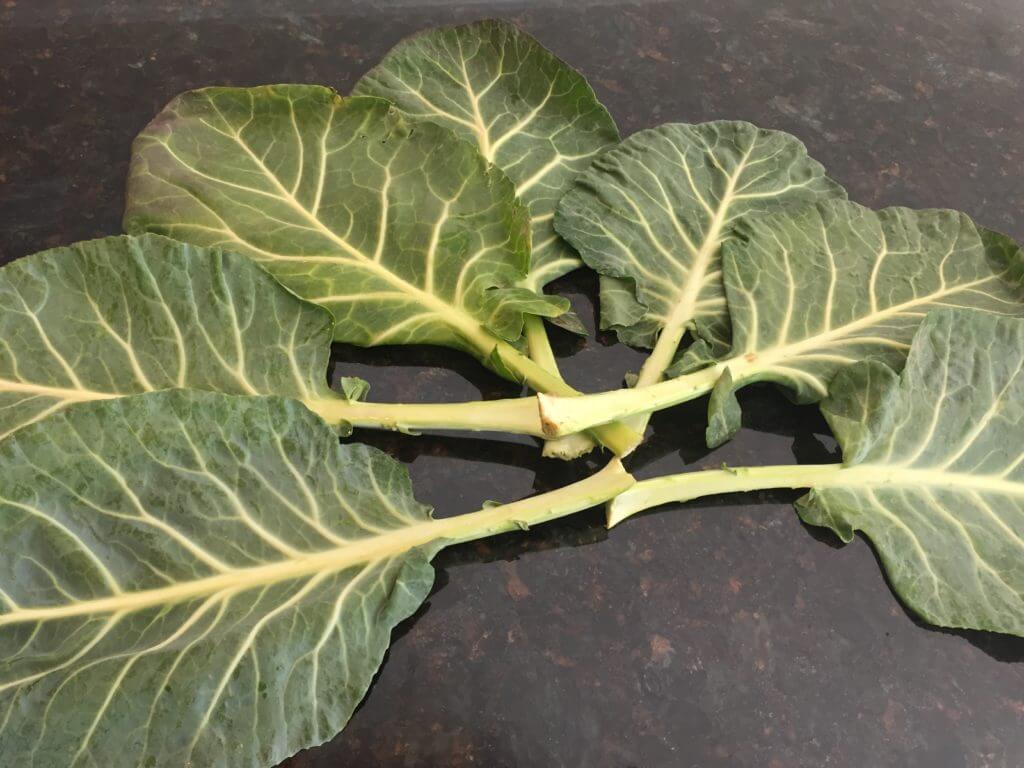 sunflower taco | collards